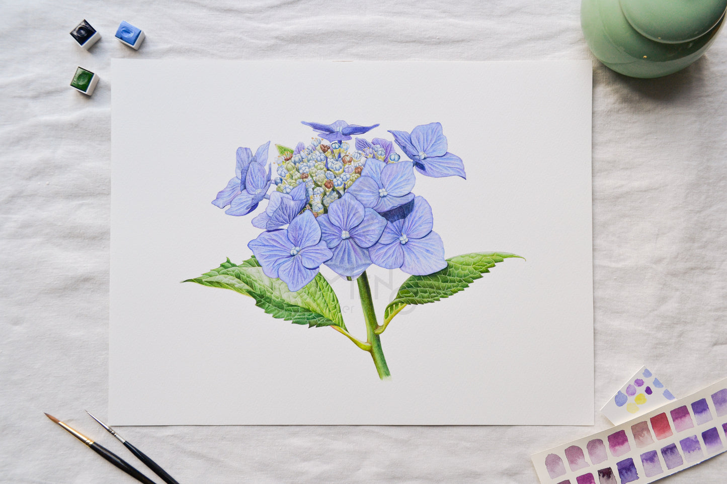 Summer hydrangea