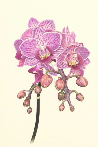 Orchid 17