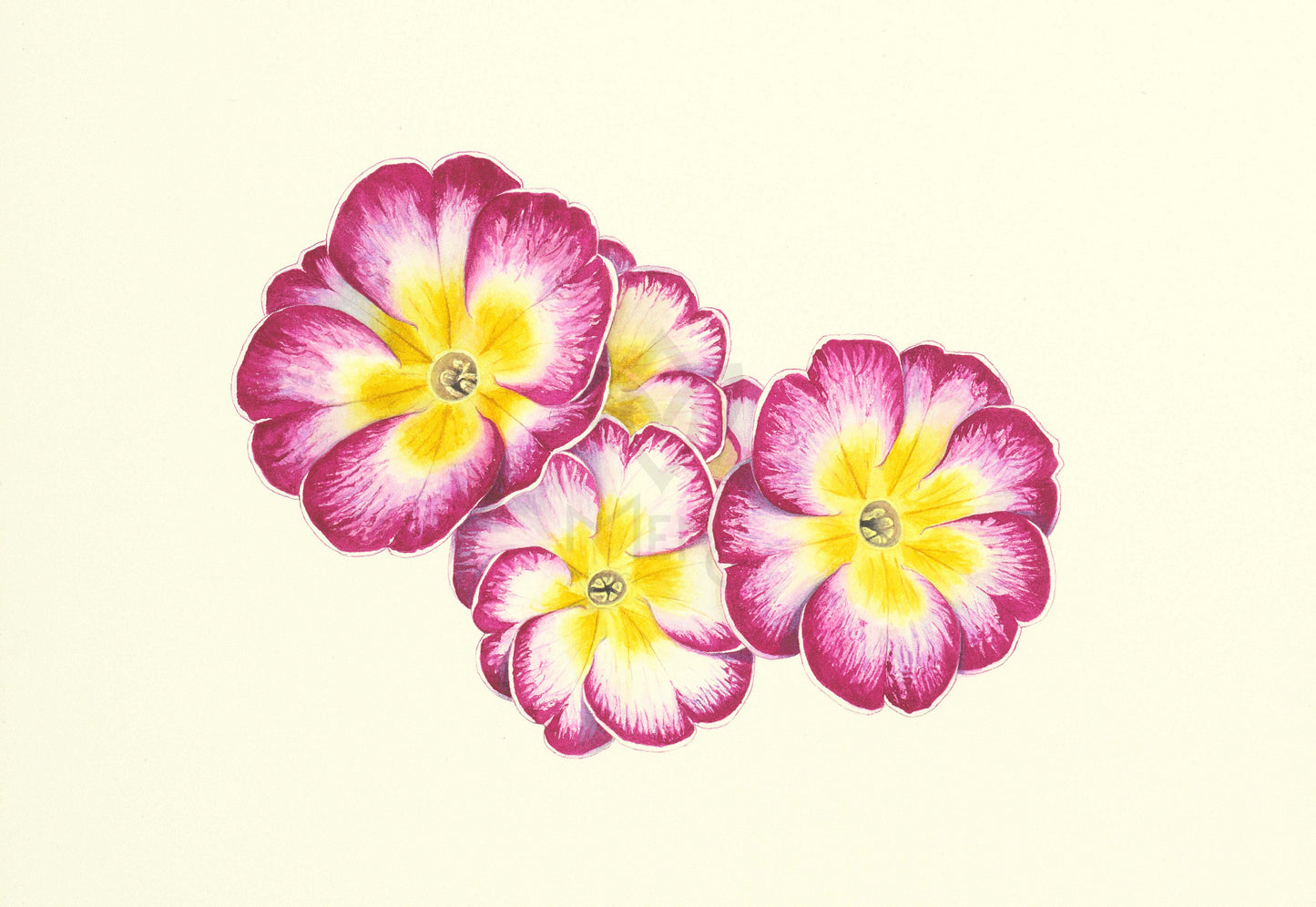 Spring primula