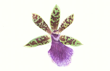 Zygopetalum