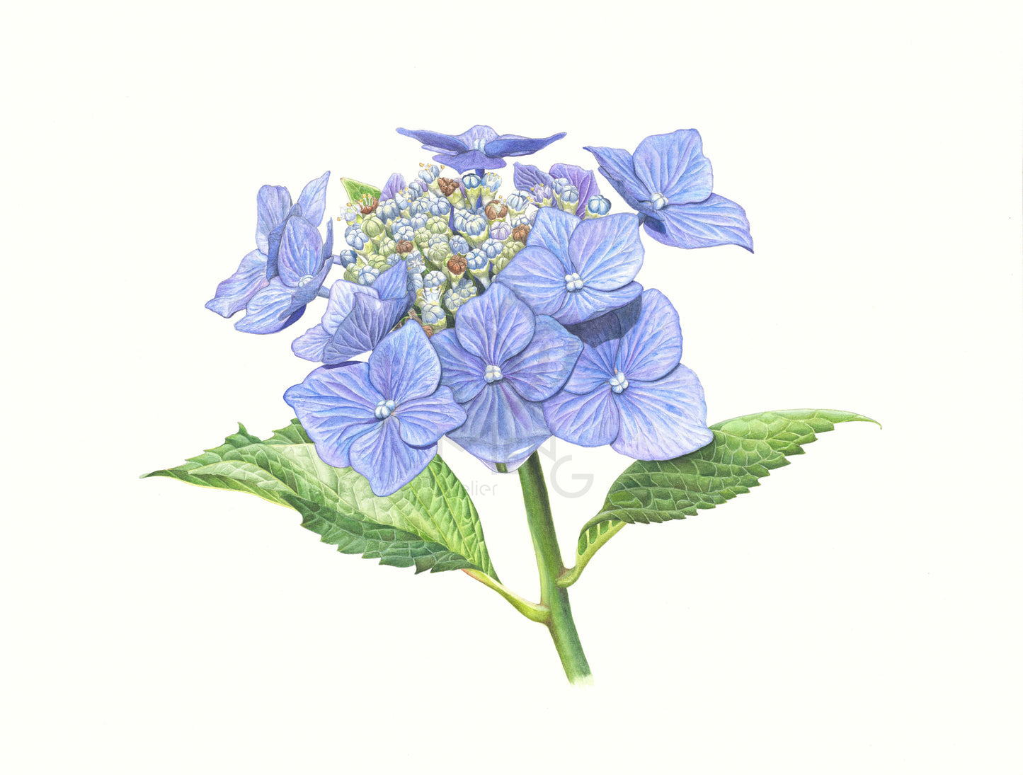 Summer hydrangea